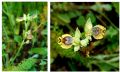 Ophrys sicula